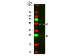 Donkey anti-Goat IgG (H+L) Secondary Antibody (Pre-adsorbed), Novus Biologicals